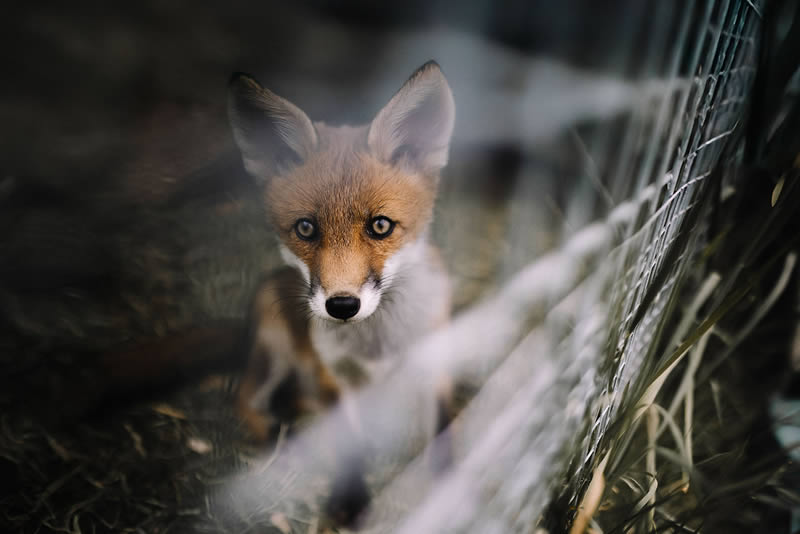 Animal en détresse quoi faire? J'ai trouvé un animale en détresse quoi faire?