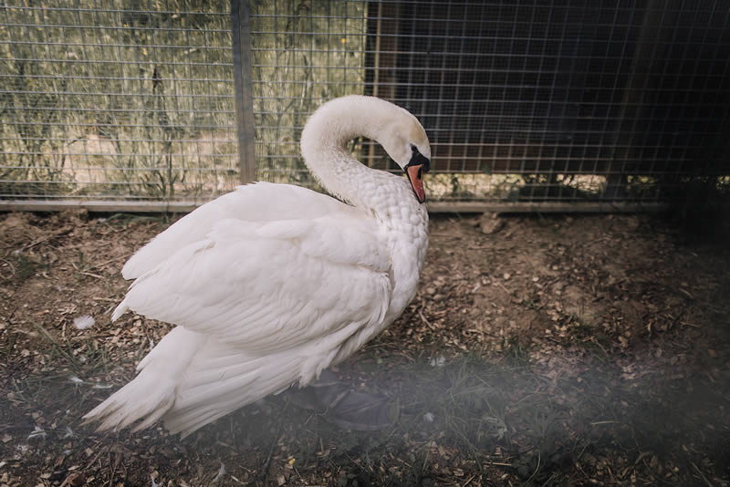 Animal en détresse quoi faire? J'ai trouvé un animale en détresse quoi faire?