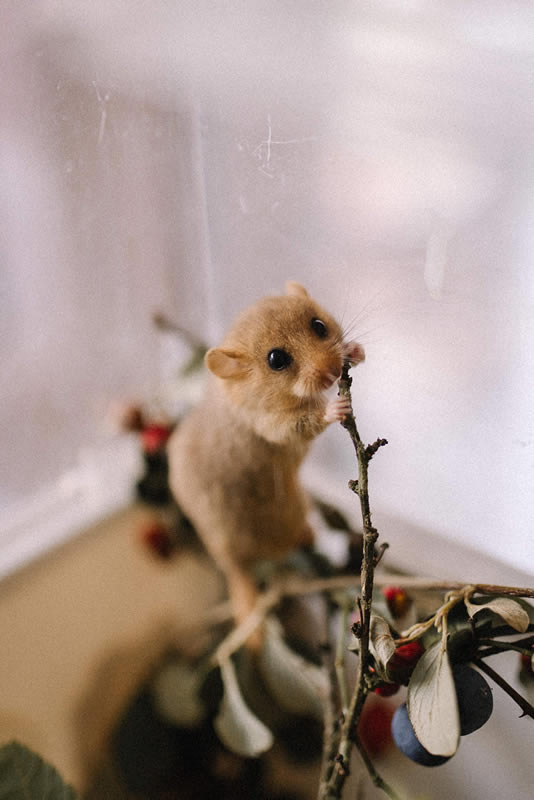 Animal en détresse quoi faire? Animal en détresse quoi faire?