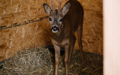 Recherche de stagiaire en communication