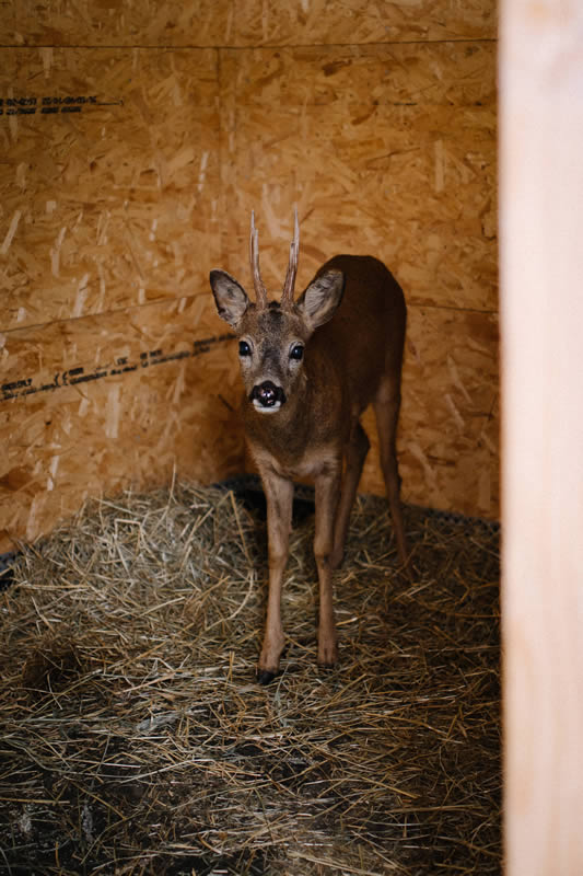 Animal en détresse quoi faire? Animal en détresse quoi faire?