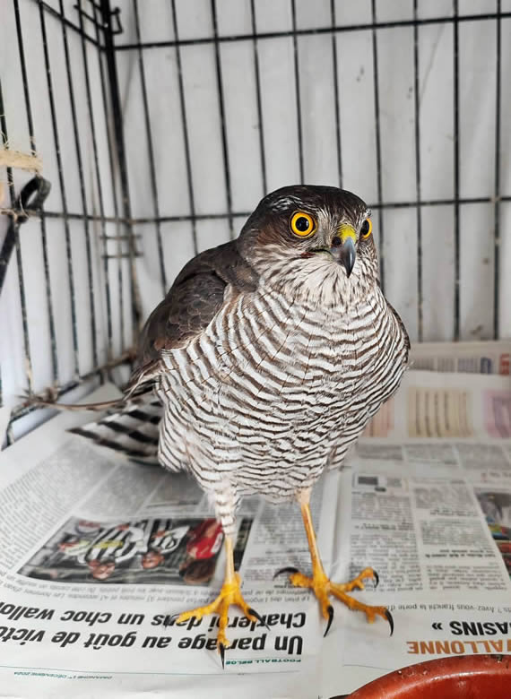 Soins CREAVES Soins CREAVES