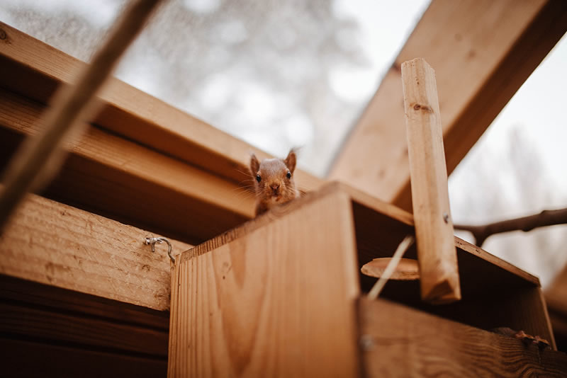 Fédération des creaves Centres de Revalidation des Espèces Animales Vivant à l’État Sauvage