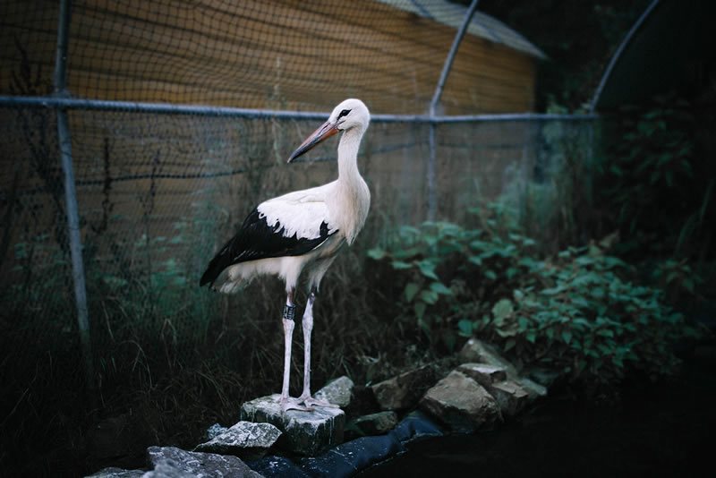 Fédération des creaves Centres de Revalidation des Espèces Animales Vivant à l’État Sauvage