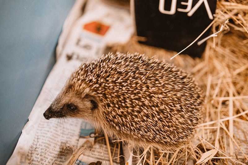 Règlementation pour un animal en détresse Règlementation pour un animal en détresse