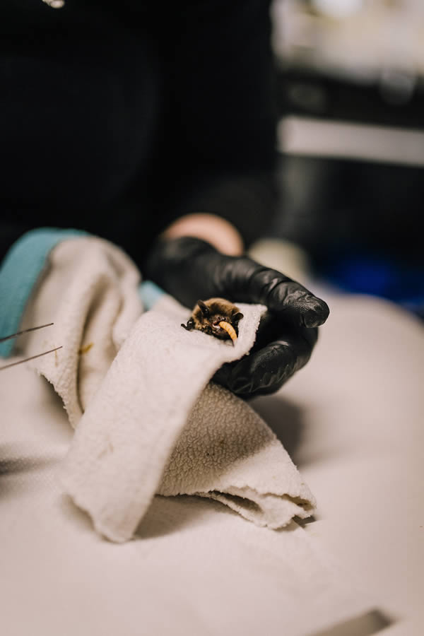 Devenez partenaire pour soutenir la faune sauvage Nous soutenir - Devenez partenaire pour soutenir la faune sauvage