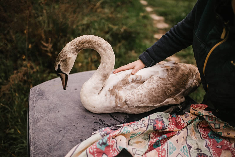 Règlementation pour un animal en détresse Règlementation pour un animal en détresse