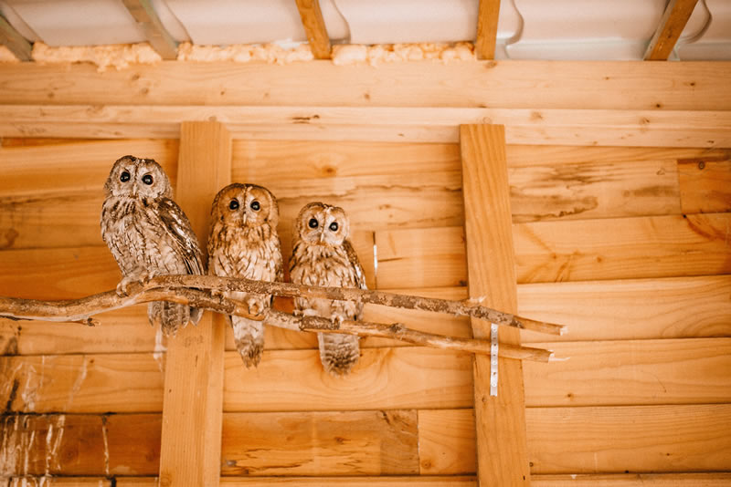 Règlementation animal en détresse Règlementation animal en détresse