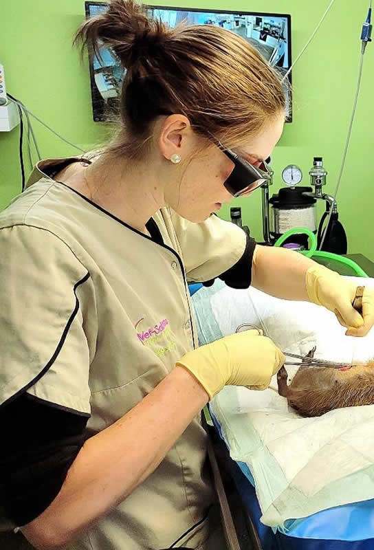 véto creaves Contacter un centre de soins - véto creaves