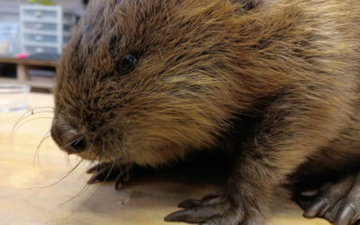 Les CREAVES s’unissent : naissance de leur Fédération