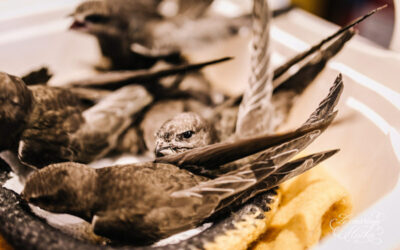 Bilan 2025 des accueils dans les CREAVES