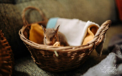 Rejoignez les gardiens de la faune sauvage et devenez bénévole dans un CREAVES !