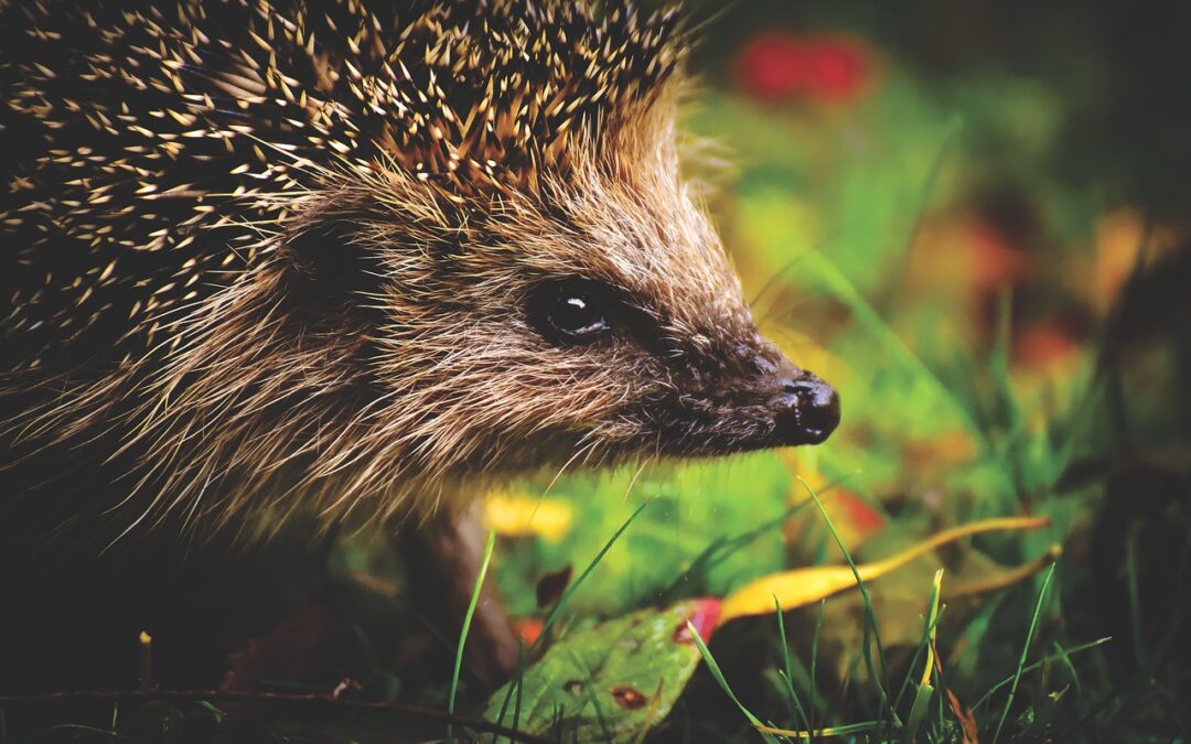 Granulés anti-limaces : un pesticide discret dans nos jardins… aux effets dévastateurs