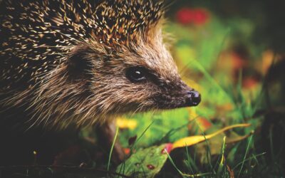 Granulés anti-limaces : un pesticide discret dans nos jardins… aux effets dévastateurs