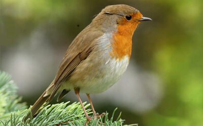 Journée internationale de la biodiversité : et si la protection de la nature commençait simplement dans nos jardins ?