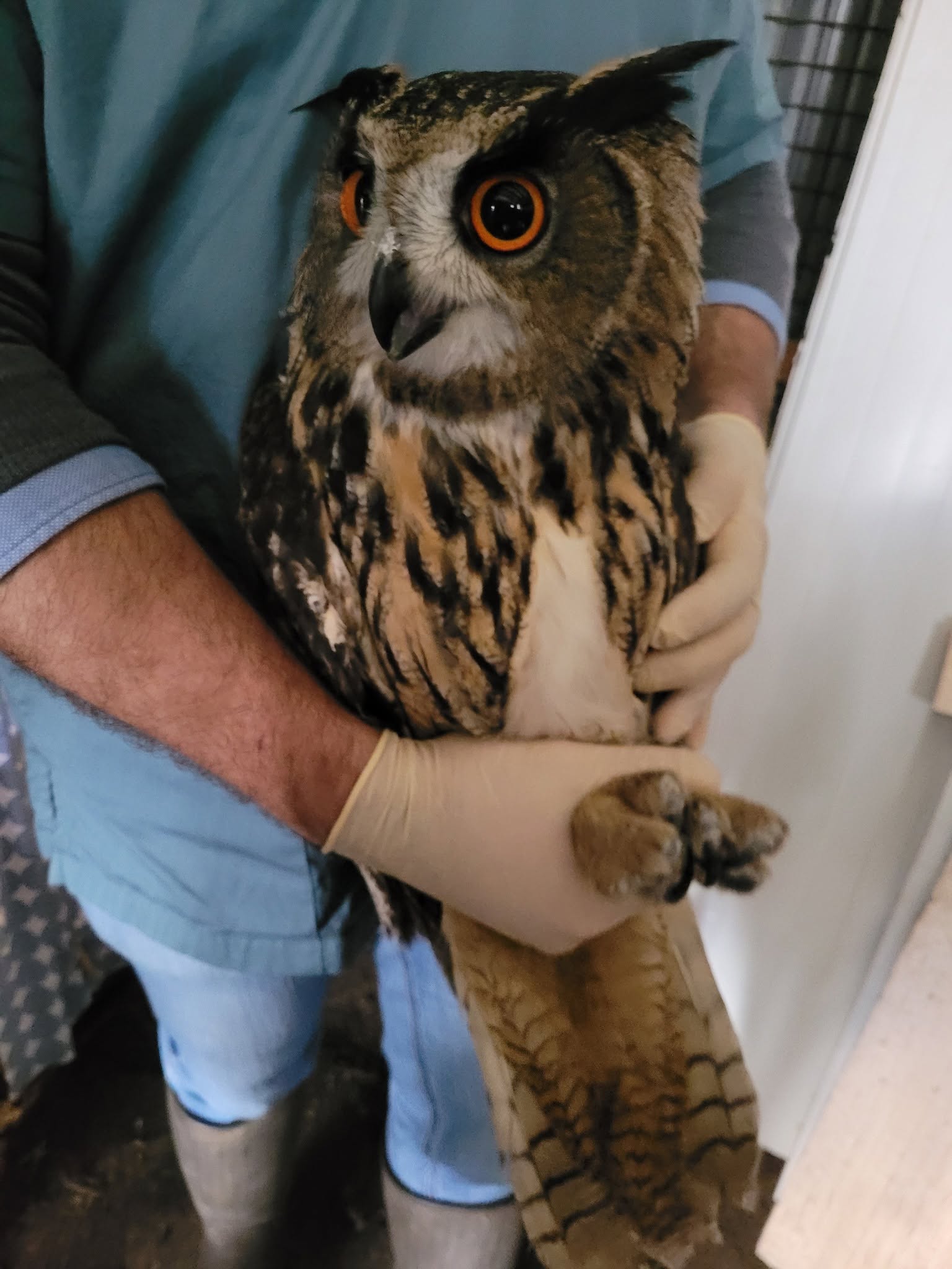 hibou terrils